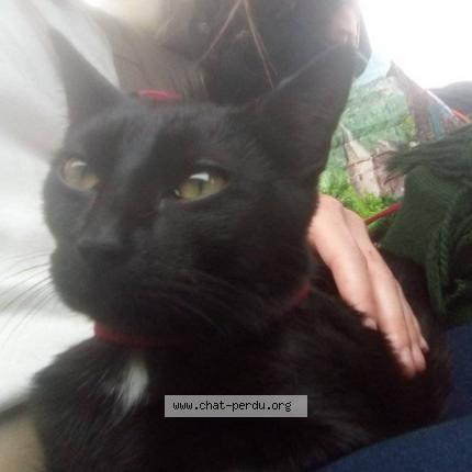 Photo de chat perdu à Saint Just