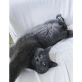 Photo de chat perdu à Change