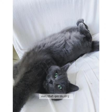 Photo 1/1 Chat retrouvé Perdu à Change