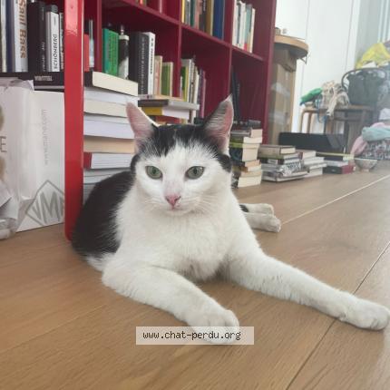Photo 1/1 Chat retrouvé Trouvé à Paris