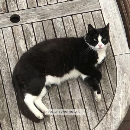 Photo 1/1 Chat retrouvé Trouvé à Lomme