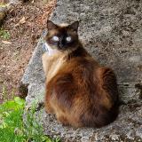 Photo de chat perdu à Brive