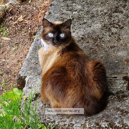 Photo 1/1 Chat retrouvé Perdu à Brive