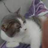 Photo de chat perdu à Bompas