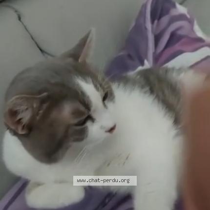 Photo de chat perdu à Bompas