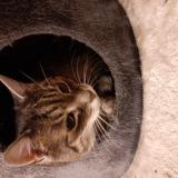 Chat Perdu Ou Trouve Amneville Moselle 57 France Chat Perdu Ou Trouve Amneville Moselle 57 France
