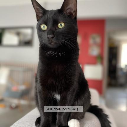 Photo 1/1 Baguera Chat perdu à Cognac