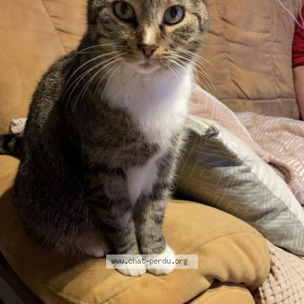 Photo 1/1 Taiga Chat perdu à Maubeuge