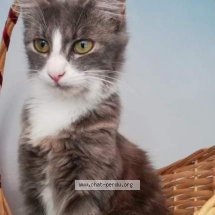 Photo 1/1 Grisette Chat perdu à Meymac