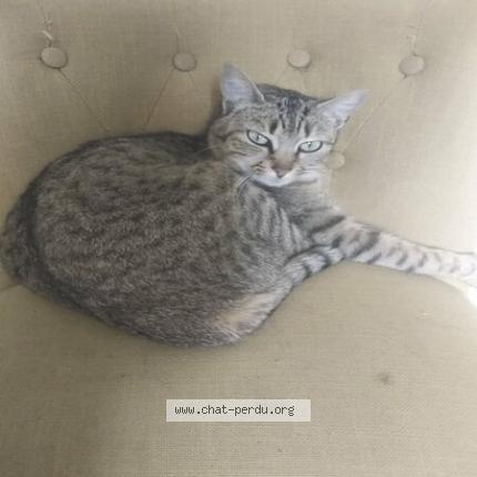 Photo 1/2 Attila Chat perdu à Laille