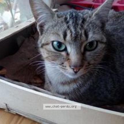 Photo 2/2 Attila Chat perdu à Laille