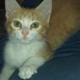 Photo de chat perdu à Saint Lubin Des Joncherets