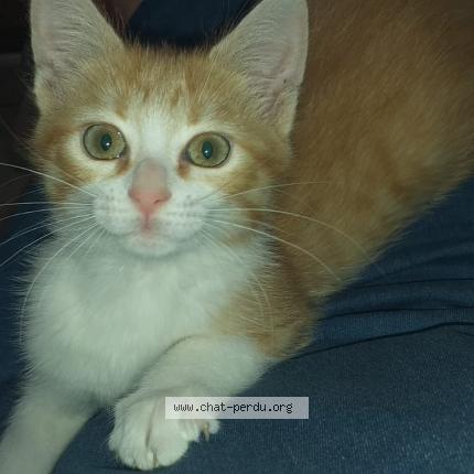 Photo de chat perdu à Saint Lubin Des Joncherets