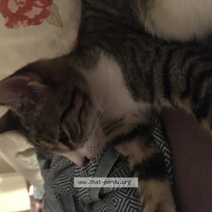 Chat Trouve A Toulouse Chat Perdu France