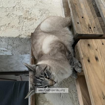 Photo 1/2 Chat retrouvé Trouvé à Mouans sartoux