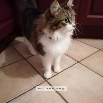 Photo 1/1 Meo Chat perdu à Herry