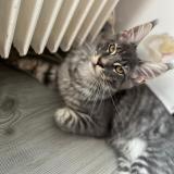 Photo de chat perdu à Bonneville