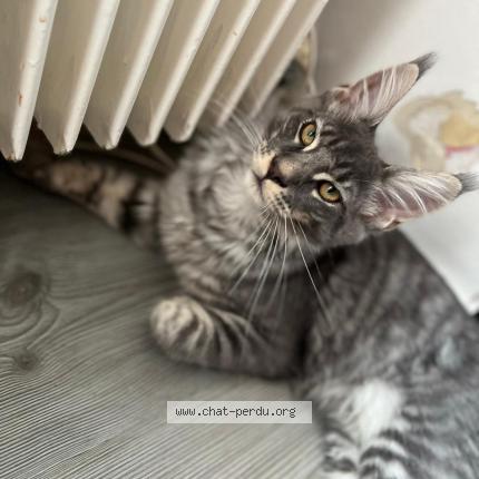 Photo de chat perdu à Bonneville