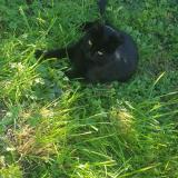 Photo de chat perdu à Frauenberg