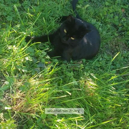 Photo de chat perdu à Frauenberg