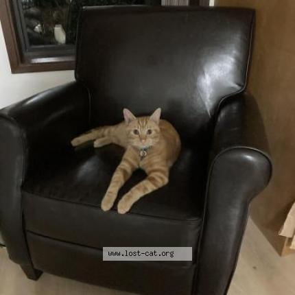 Photo 1/1 Chat retrouvé Perdu à Richmond