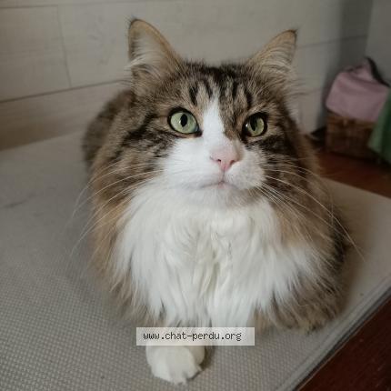 Photo de chat perdu à Saint Nizier Du Moucherotte