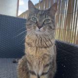 Photo de chat perdu à Metz