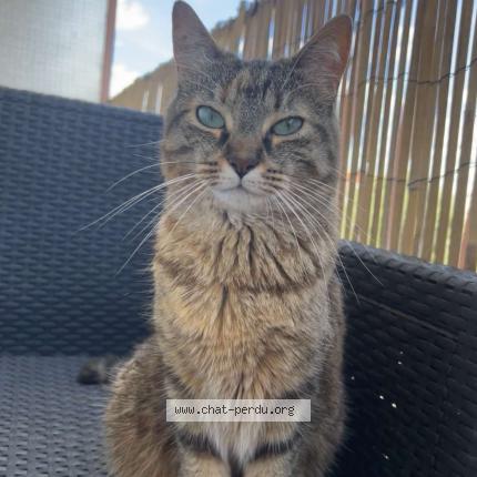 Photo 1/1 Chat retrouvé Perdu à Metz