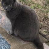 Photo de chat perdu à Villers La Montagne