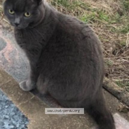 Photo 1/1 Chat retrouvé Perdu à Villers la montagne