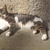 Chat Perdu Ou Trouve Latronquiere Lot 46 France