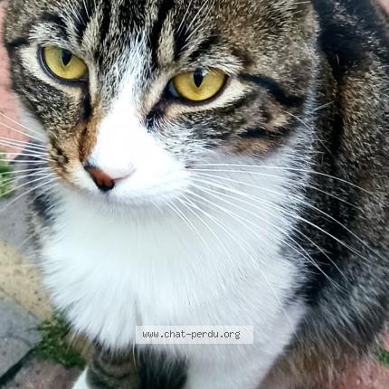 Photo 1/1 CHAGALL Chat perdu à Gabarret