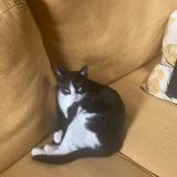 Photo de chat perdu à Nice