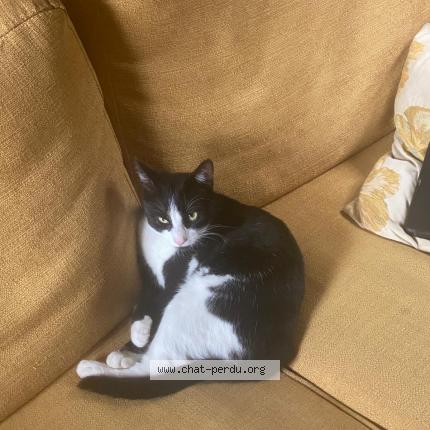 Photo 1/1 Chat retrouvé Perdu à Nice