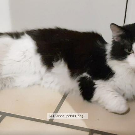 Photo de chat perdu à Talence