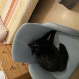 Photo de chat perdu à Draguignan