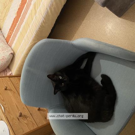 Photo 1/1 Chat retrouvé Perdu à Draguignan