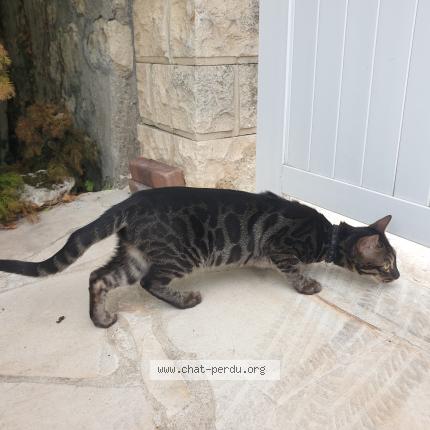 Chat Trouve A Rueil Malmaison Chat Perdu France