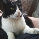 Photo de chat perdu à Domene