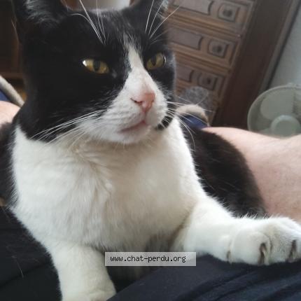 Photo 1/1 Chat retrouvé Perdu à Domene