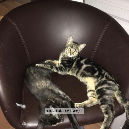 Photo 1/1 Nina Chat perdu à Saint martin de crau