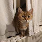 Chat Perdu Ou Trouve Eure 27 France Chat Perdu Ou Trouve Eure 27 France