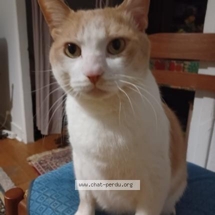 Photo 1/1 Chat retrouvé Perdu à Boulogne billancourt