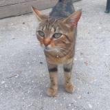 Chat Perdu Ou Trouve Eure 27 France