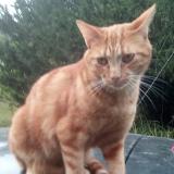 Chat Perdu Ou Trouve Eure 27 France Chat Perdu Ou Trouve Eure 27 France