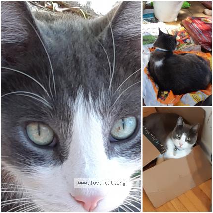 Photo 1/1 Sebastian Chat perdu à Toronto