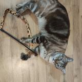 Chat Perdu Ou Trouve Eure 27 France Chat Perdu Ou Trouve Eure 27 France