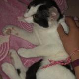 Photo de chat perdu à Arquennes