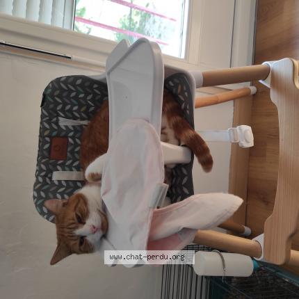 Photo de chat perdu à Tours