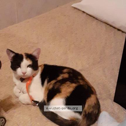 Photo de chat perdu à Monteux